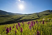 France, Hautes Alpes, Ecrins National Park, Emparis plateau, flowerbed of Elder flowered Orchid (Dactylorhiza latifolia) on the Emparis plateau