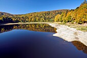 France, Haut Rhin, Hautes Vosges, under the Markstein, lake Lauch, autumn 2018, lack of water, heat wave