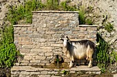 France, Haute Corse, Castanicia, regional natural park, free goat drinking at a fountain