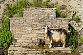 Frankreich, Haute Corse, Castanicia, regionaler Naturpark, freie Ziege trinkt an einem Brunnen