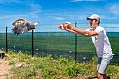 Frankreich, Cotes d'Armor, Rosa Granitküste, Pleumeur Bodou, Grande Island, Ornithologische Station der Vogelschutzliga (LPO), Zählen, Wiegen, Zählung und Beringung von Silbermöwen (Larus fuscus) und Heringsmöwen (Larus argentatus) vor der Freilassung größerer Exemplare, hier der Flugtest an einem Jungtier