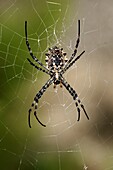 Frankreich, Var, Six Fours les Plages, Le Brusc, Gaou-Inseln, Spinne (Argiope lobata), Weibchen webt ihr Netz