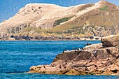 France, Cotes d'Armor, Perros Guirec, colony of gannets (Morus bassanus) on Rouzic island in the Sept Îles nature reserve