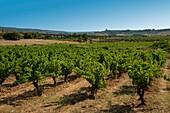 France, Herault, Villeveyrac, landscape of vineyards with a former railroad bridge in the background