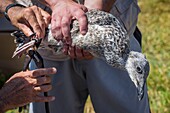 France, Cotes d'Armor, Pink Granite Coast, Pleumeur Bodou, Grande Island, Ornithological Station of the League of Protection of Birds (LPO), counting, weighing, census and ringing of Brown Gulls (Larus fuscus) and Herring Gulls (Larus argentatus) before releasing larger ones