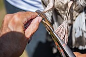 France, Cotes d'Armor, Pink Granite Coast, Pleumeur Bodou, Grande Island, Ornithological Station of the League of Protection of Birds (LPO), counting, weighing, census and ringing of Brown Gulls (Larus fuscus) and Herring Gulls (Larus argentatus) before releasing larger ones