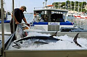 France, Var, Sanary, market on the harbor, fisherman selling his fish, bluefin tuna (Thunnus thynnus)