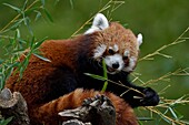 France, Moselle, Rhodes, Sainte Croix wildlife park, Red panda (Ailurus fulgens)