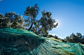 Frankreich, Corse du Sud, Sainte Lucie von Tallano, der Olivenbauer JC Arrii hat die Plantagen mit den sehr alten Olivenbäumen seiner Vorfahren übernommen, Landschaften mit sehr steilen Sekantenplantagen mit Netzen für die Ernte