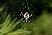 Frankreich, Var, Six Fours les Plages, Le Brusc, Gaou-Inseln, Spinne (Argiope lobata), Weibchen webt ihr Netz