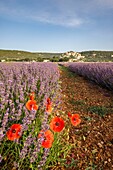 France, Alpes de Haute Provence, Simiane la Rotonde, lavender field at the foot of the village