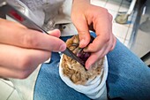 France, Cotes d'Armor, Pink Granite Coast, Pleumeur Bodou, Grande Island, Ornithological Station of the League of Protection of Birds (LPO), Wildlife Care Center, feeding an owl