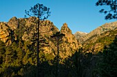 France, Haute Corse, Corte, Restonica Valley, sunrise in the gorges and pine forest and Mount Leonardo
