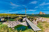 France, Cotes d'Armor, Pink Granite Coast, Pleumeur Bodou, Grande Island, Ornithological Station of the League of Protection of Birds (LPO), counting, weighing, census and ringing of Brown Gulls (Larus fuscus) and Herring Gulls (Larus argentatus) before releasing larger ones