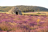 France, Drome, Drome Provencale, Ferrassieres, borie in a lavender field