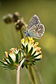 France, Haut Rhin, Orschwihr, Bollenberg hill, flower (Anthyllis vulneraria), butterfly ( Lycenidae)