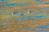 Frankreich, Cotes d'Armor, Perros Guirec, Papageientaucher-Kolonie (Fratercula arctica) auf der Insel Rouzic im Naturschutzgebiet Sept Îles