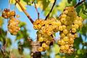 France, Herault, Mireval, Clusters of muscatel wine