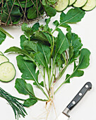 Eruca vesicaria ssp. sativa Renate