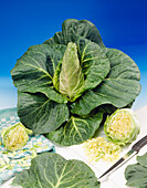 Brassica oleracea var. capitata