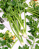 Apium graveolens var. secalinum Amsterdams - celery leaves