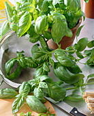 Ocimum basilicum Genua