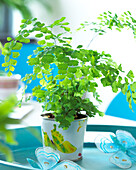 Adiantum fragrans- Ferns