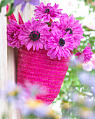 Anemone coronaria The Admiral