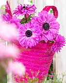 Anemone coronaria The Admiral (Anemone coronaria Admiral)