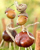 Chestnut men