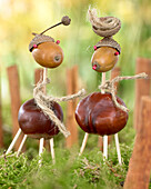 Chestnut men