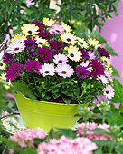 Osteospermum mixed