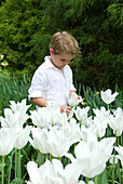Tulipa Weißer Triumphator