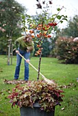 Crab apple on pot