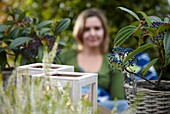 Viburnum on garden table