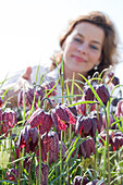 Woman touching Fritillaria meleagris