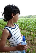 Boy overlooking cornfield