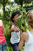 Kind hält Auberginenpflanze
