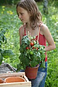 Girl holding Tomato plant