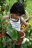 Boy planting vegetable plant
