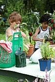 Boy planting Capsicum annuum