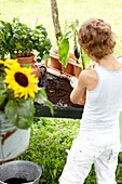 Boy planting aubergine