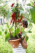 Junge mit roter Paprikapflanze