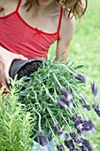 Girl planting lavender