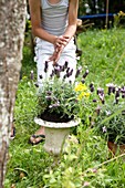Boy planting lavender