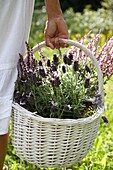 Woman holding basket with lavender