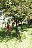 Kinder im Obstgarten