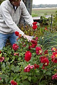 Gärtner schneidet Dahlien