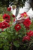 Gardener cutting dahlias