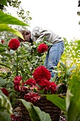 Gärtner schneidet Dahlien